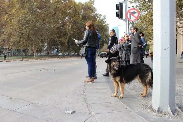 Un chien de rue attendant au passage piéton