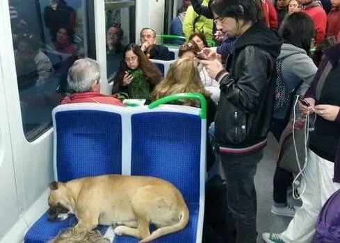 Un chien dans le métro de Valparaíso