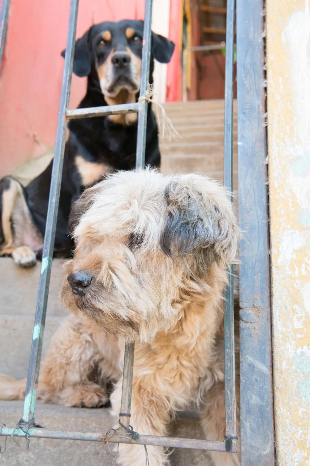 Un chien de rue dans son quartier au Chili